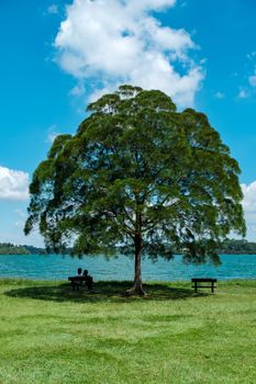 A peaceful scene of a large tree by a lake in a Singapore park on a sunny day.