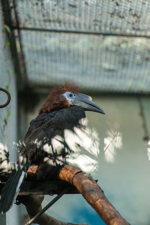 Free Abyssinian Ground Hornbill in a zoo enclosure perched on a branch. Stock Photo