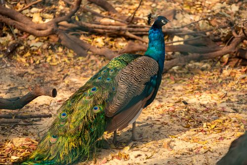 Free Colorful peacock with elegant plumage amidst autumn leaves and natural forest setting. Stock Photo