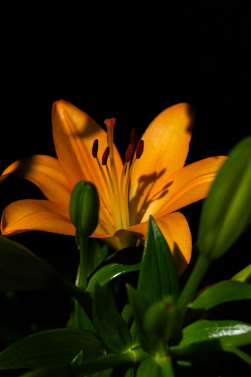 Free Close-up of an orange lily spotlighted against a dark background. Stock Photo