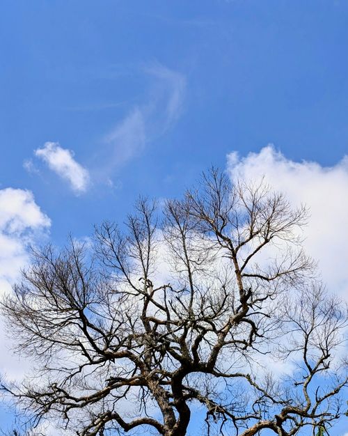 Free A bare tree silhouetted against a clear blue sky with white clouds in Karnataka, India. Stock Photo