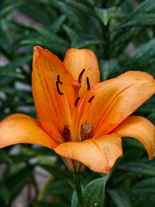 Lily petals in warm light, photo by Galina K. on Pexels