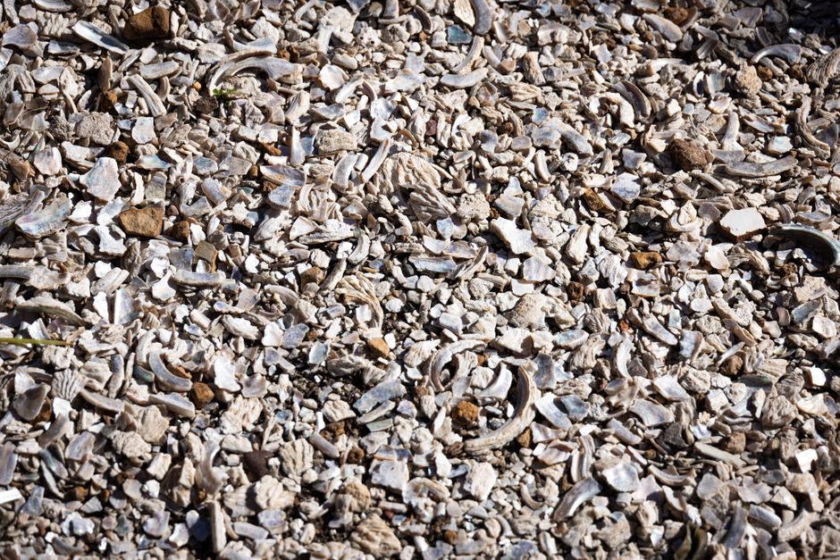 Fotomural Primer plano detallado de fragmentos de conchas marinas rotas que crean un patrón texturizado y natural en la superficie de una playa.