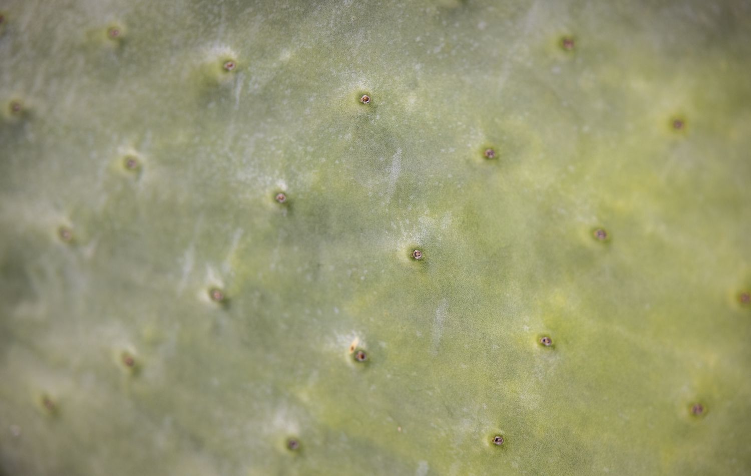 Cactus Texture Photos, Download The BEST Free Cactus Texture Stock ...