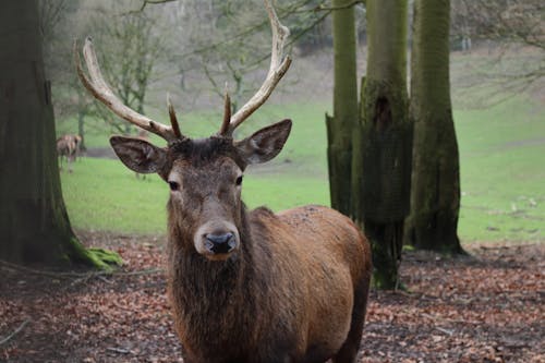 Cerf Brun Debout Sur Un Sol Brun