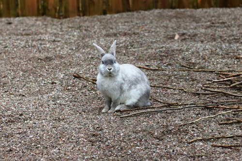 Free White Rabbit on Ground Stock Photo