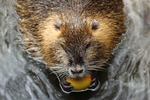 Free Close Up Shot of a Beaver in the Water Stock Photo