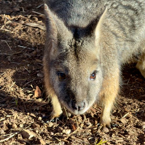 Free A detailed view of a wallaby on earthy ground at Werribee South, Australia. Stock Photo