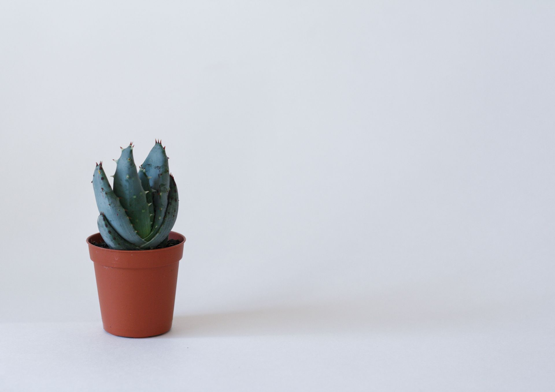 Simple photo of a succulent plant in a clay pot against a white background, showcasing minimalist style.