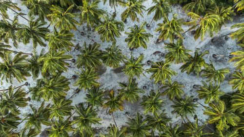 Free Stunning aerial shot of coconut palm trees in Fuvahmulah, Maldives. Stock Photo