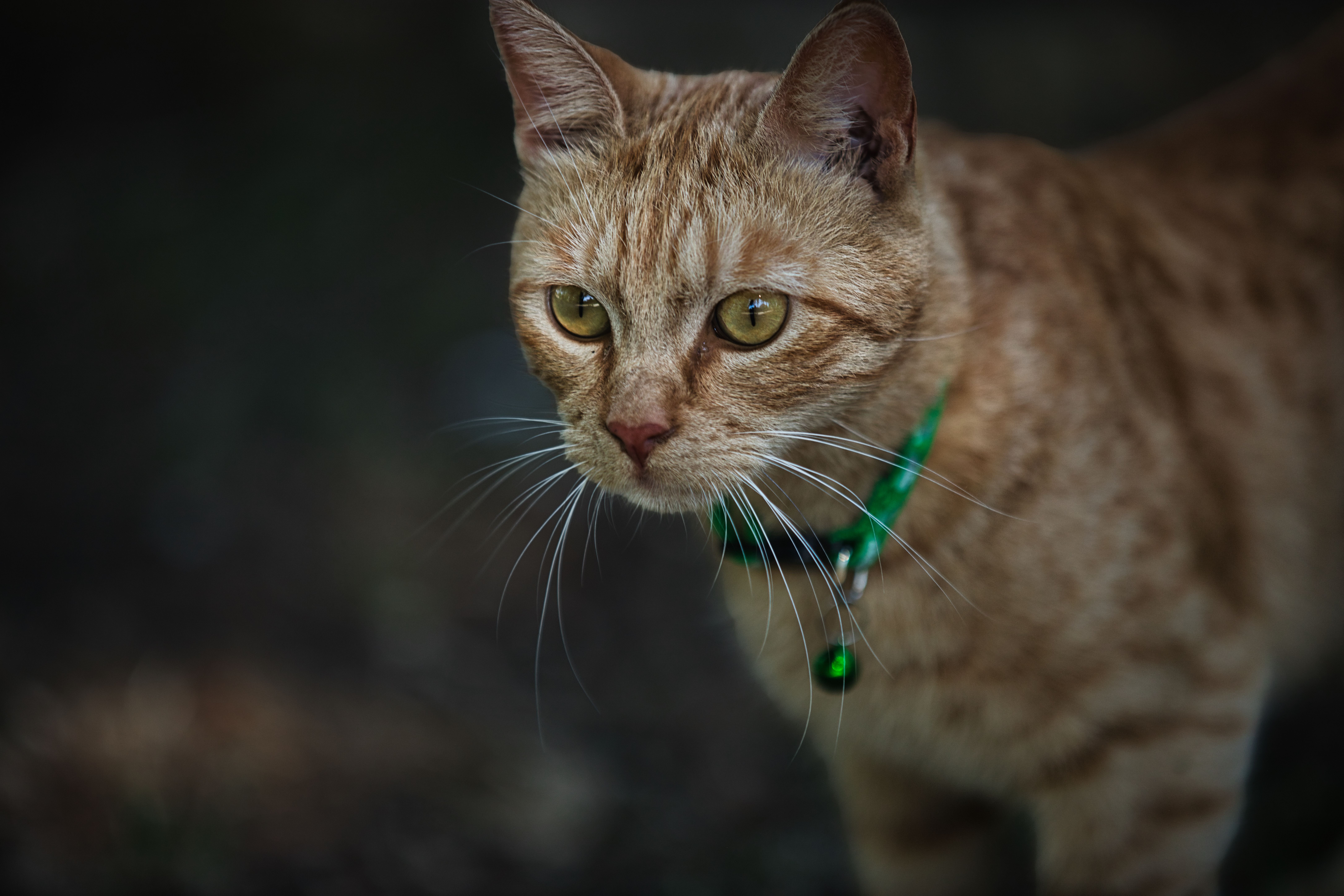 Veterinary care for a cat