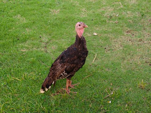 Free A wild turkey with brown plumage standing on vibrant green grass outdoors under daylight. Stock Photo