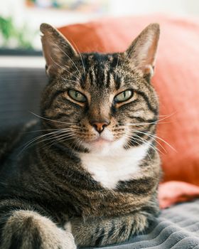 cat photo
