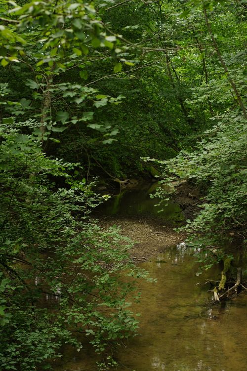 Free A tranquil stream meanders through dense Swiss forest foliage, creating a serene and natural atmosphere. Stock Photo