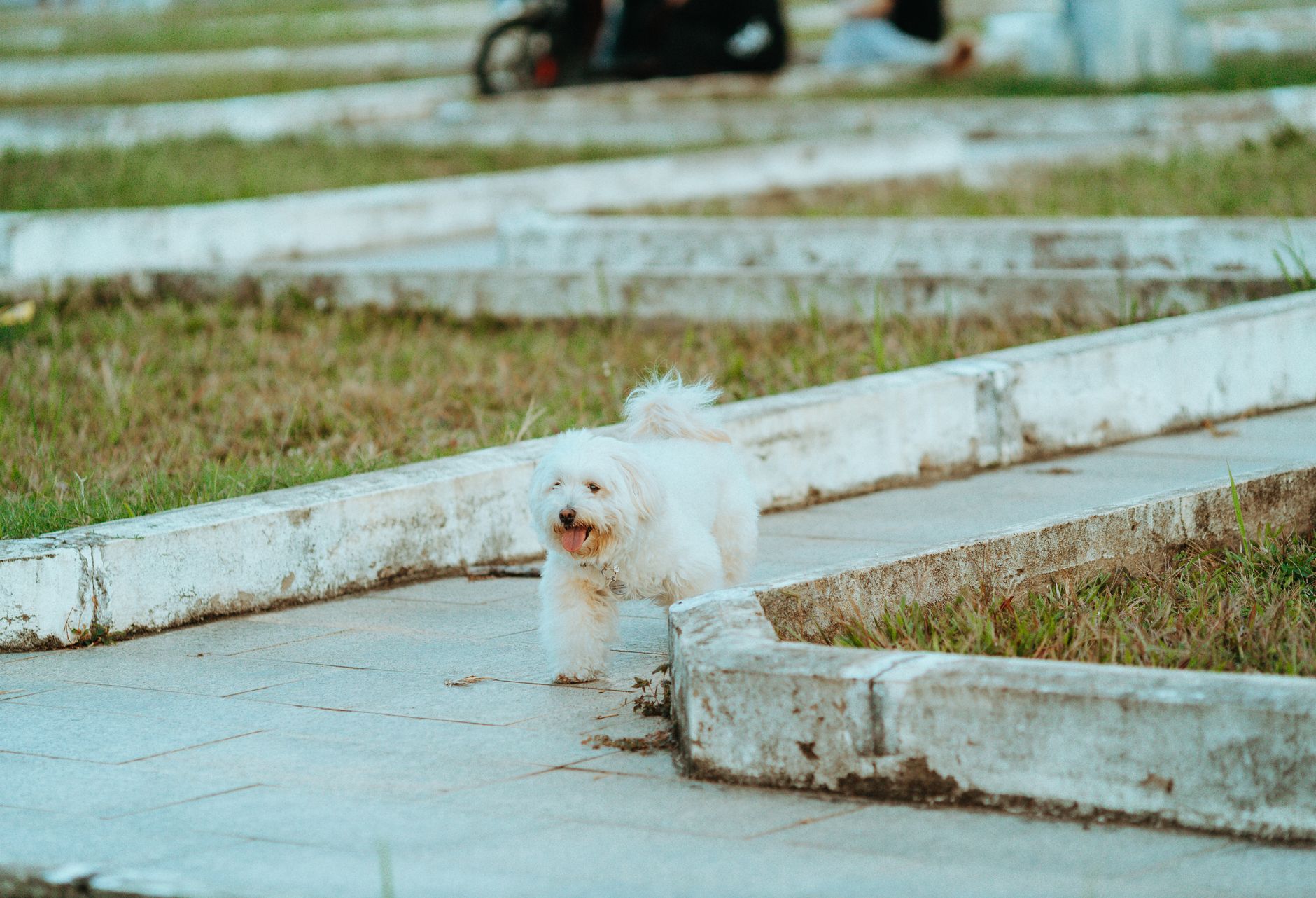 Portrait of a dog at a veterinary clinic