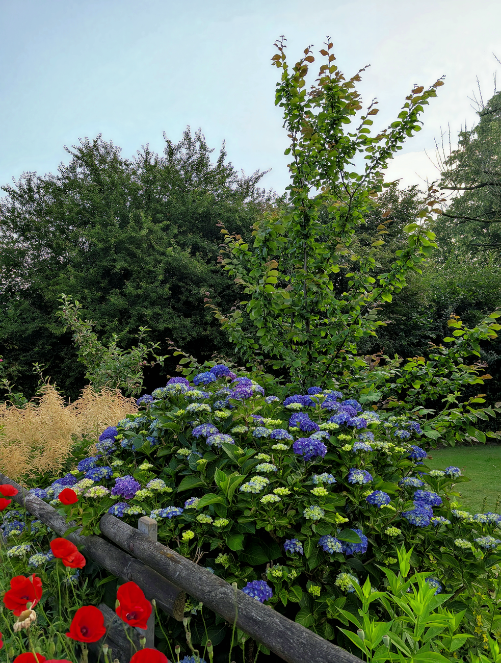 tired overgrown perennial border UK