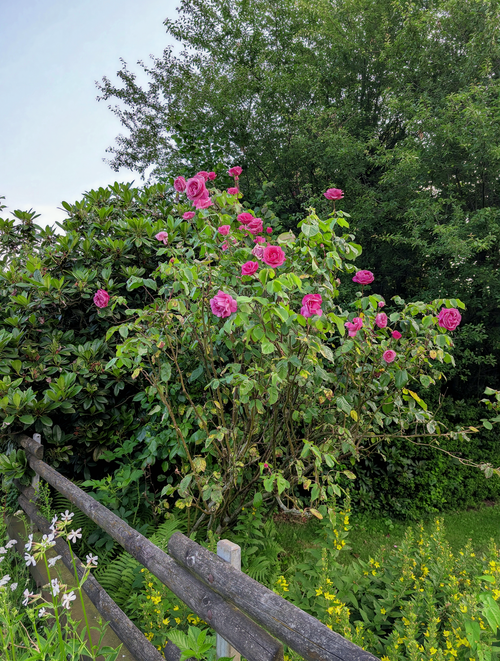 Free A lush garden displaying vibrant pink roses blooming under the summer sky. Stock Photo
