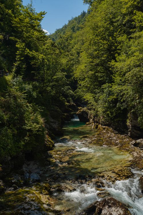 Free A serene river flows through a lush green forest under a clear blue sky, showcasing summer's beauty. Stock Photo