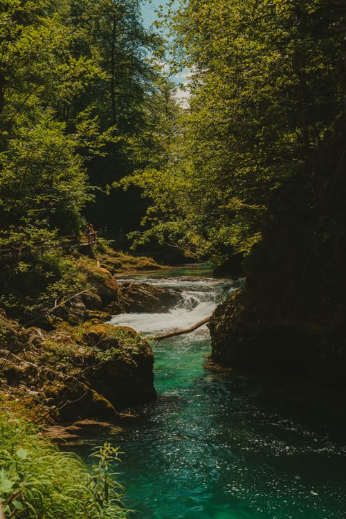 A river flowing through a forest with green trees · Free Stock Photo