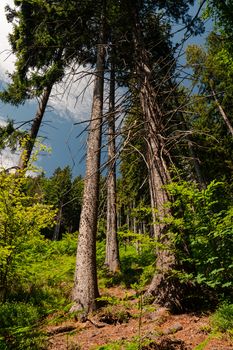 Lush forest with towering pine trees under a clear blue sky.