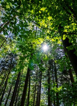Serene forest scene with sunlight filtering through lush green leaves.