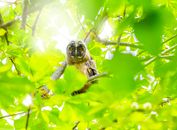 Bird Perched On Tree Branch