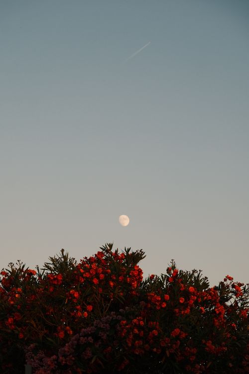 Free Tranquil moonlit sky over vibrant springtime blossoms. Stock Photo