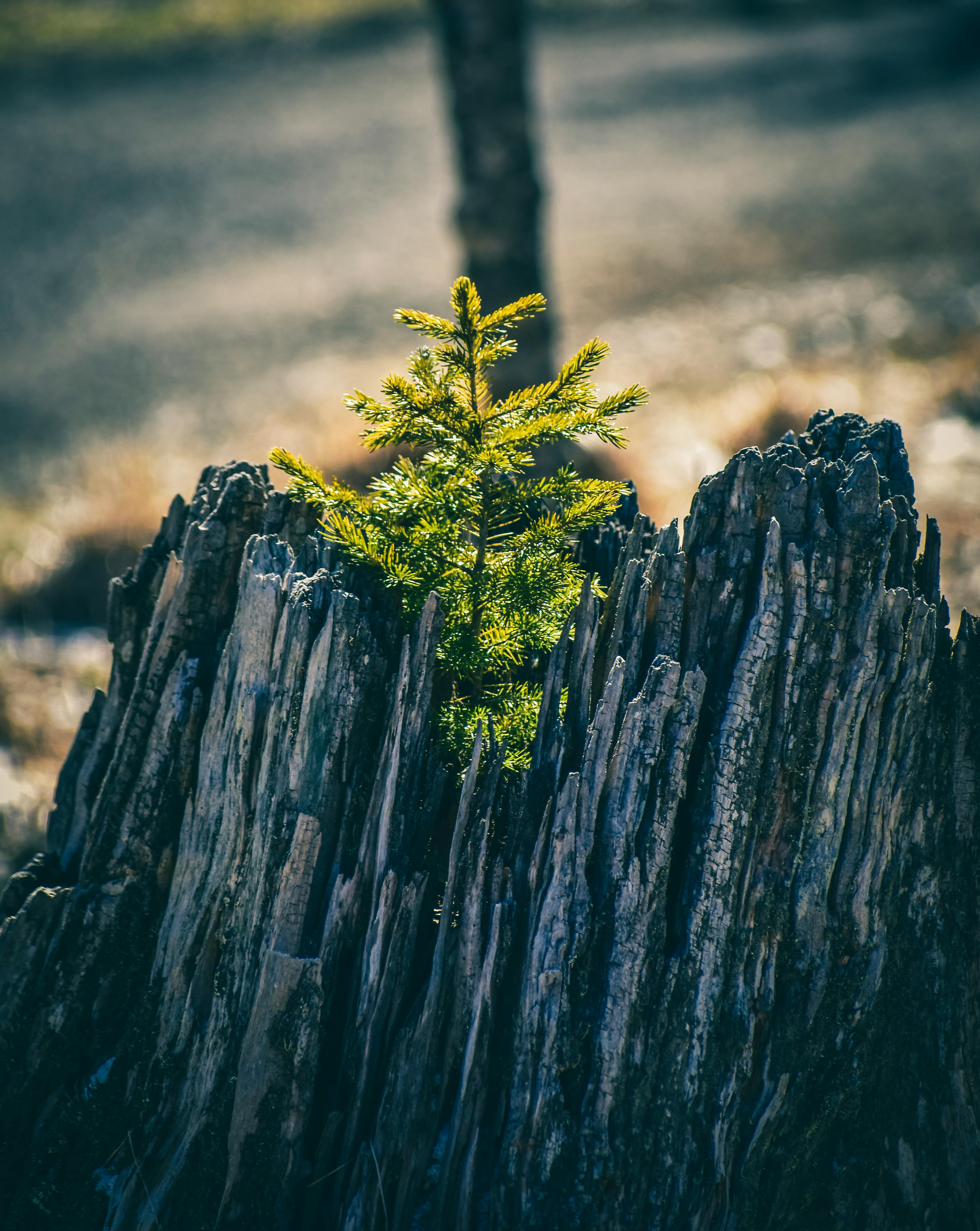 young spruce growing from rotten trunk