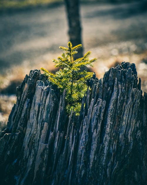 Základová fotografie zdarma na téma borovice, botanický, denní světlo
