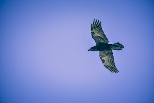 Free Black Bird Flying Stock Photo