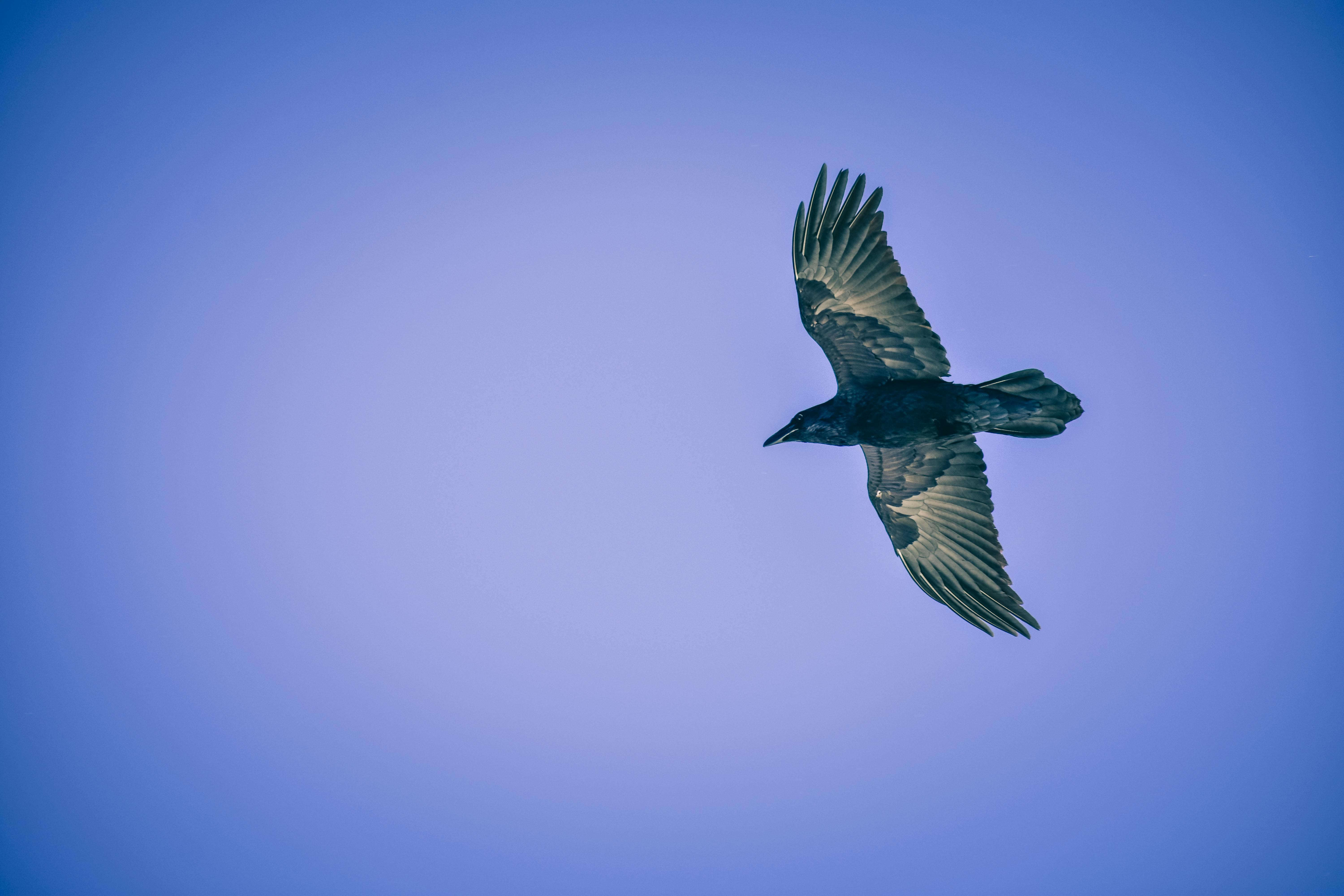Black Bird Flying · Free Stock Photo