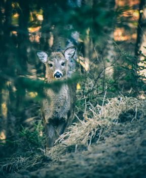 Adorable deer without antlers standing in forest near dried grass plants and tree branches and looking at camera