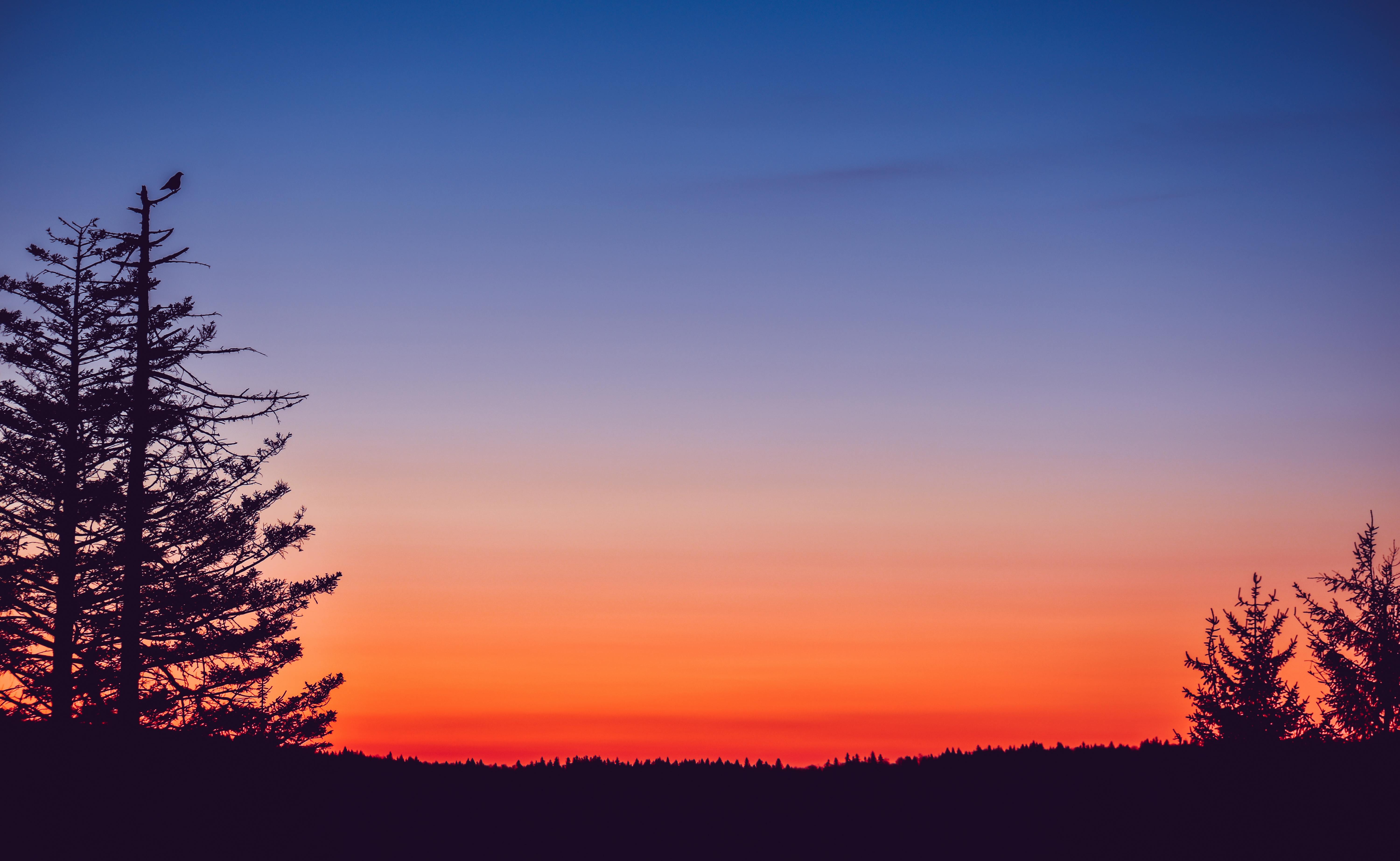 silhouette of trees during sunset