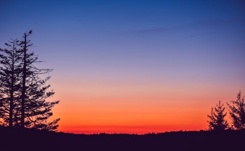 無料 日没時の木のシルエット 写真素材