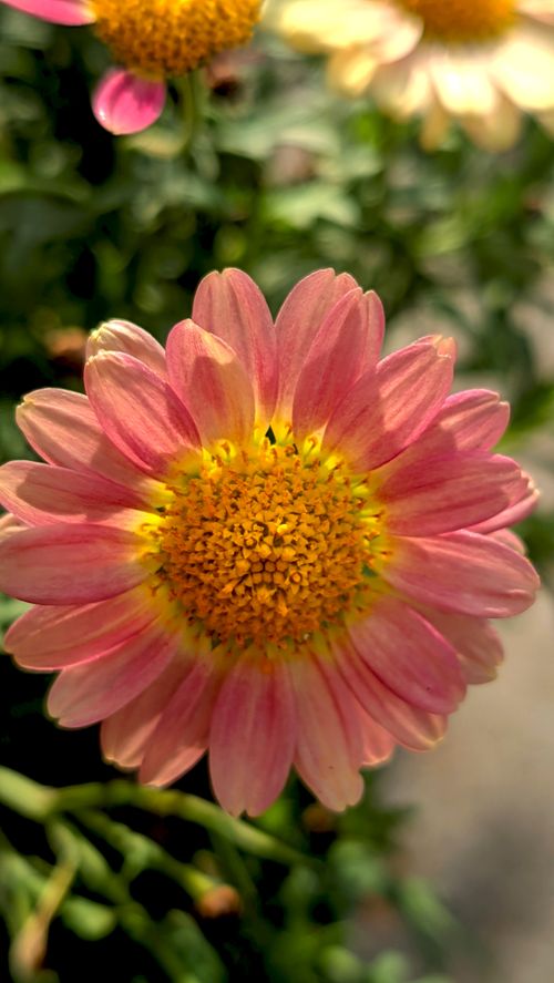Free Detailed macro shot of a blooming pink chrysanthemum in natural light. Stock Photo