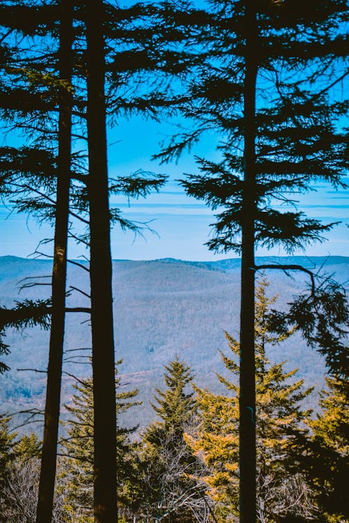Mountainous forest with pine trees on sunny day