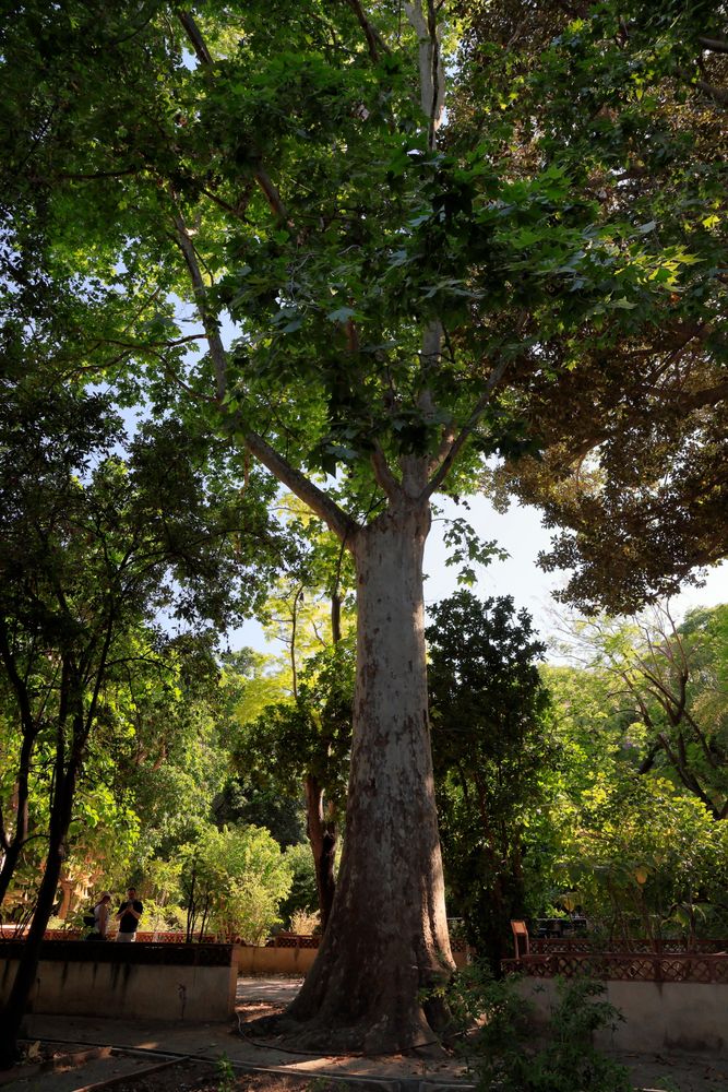 Chinese Parasol Tree Photos, Download The BEST Free Chinese Parasol ...
