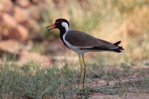 Free A Red-wattled Lapwing standing in grass, showcasing its vivid markings. Stock Photo