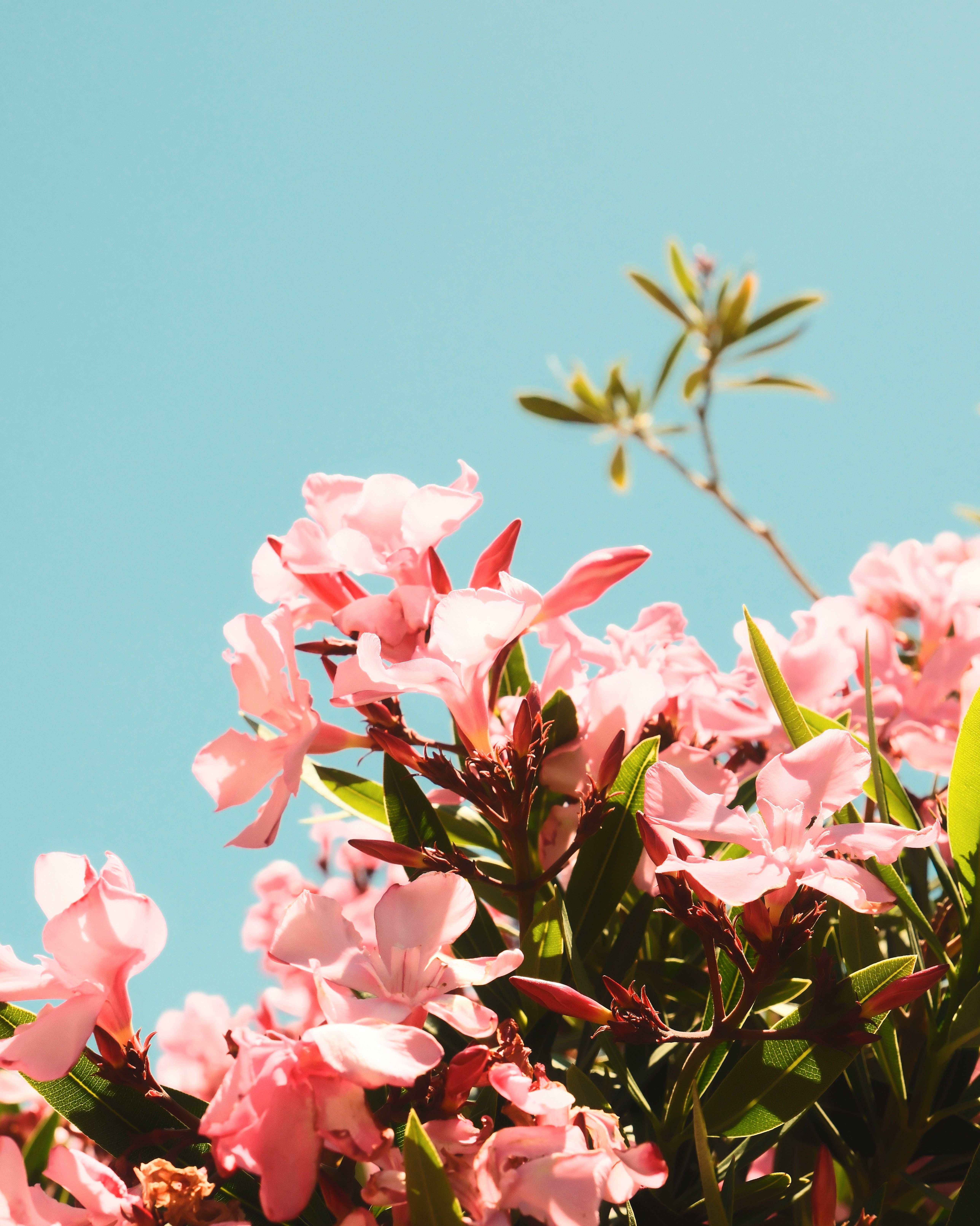 [ColoSach]-vibrant-pink-oleander-flowers-in-full-bloom-contrasting-against-a-clear-blue-sky,-capturing-a-peaceful-spring-moment.