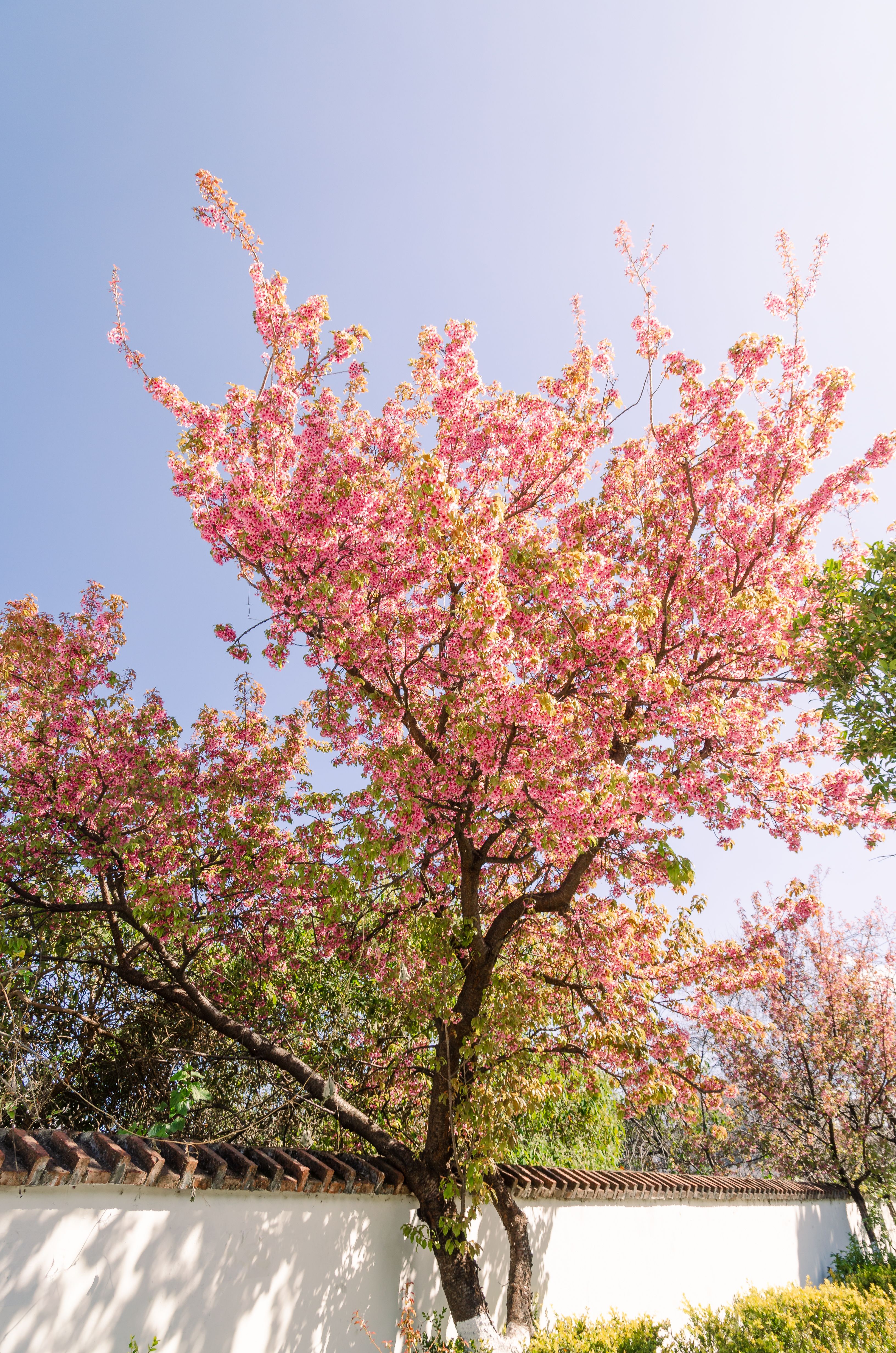 Vibrant cherry blossom tree in full bloom with a clear blue sky background, enhancing the essence of spring in Sichuan, China.