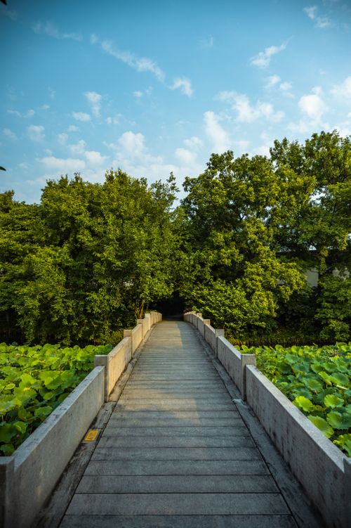 Free A picturesque footbridge leading into a dense, verdant forest under a clear blue sky. Stock Photo