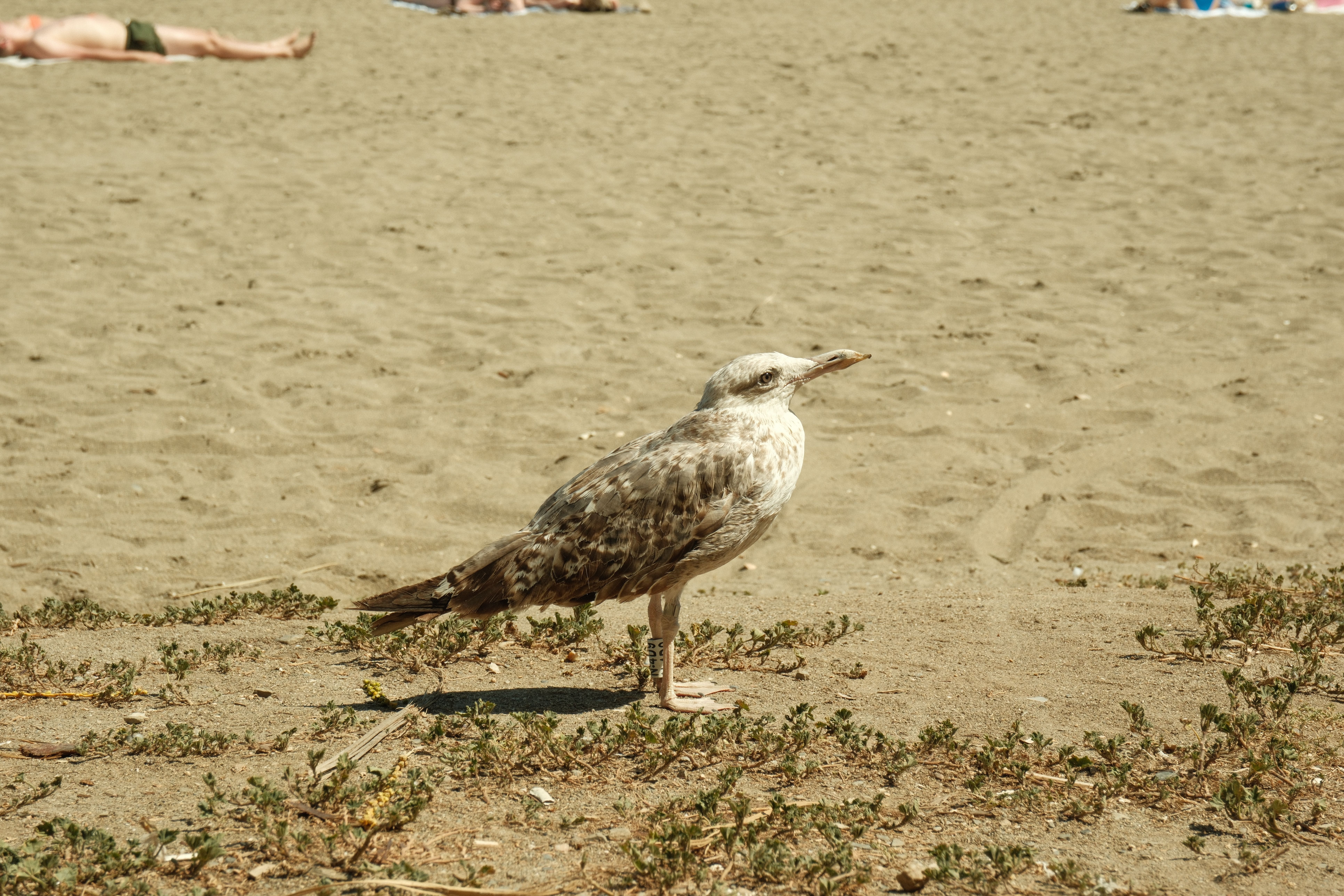 bird hadn t been