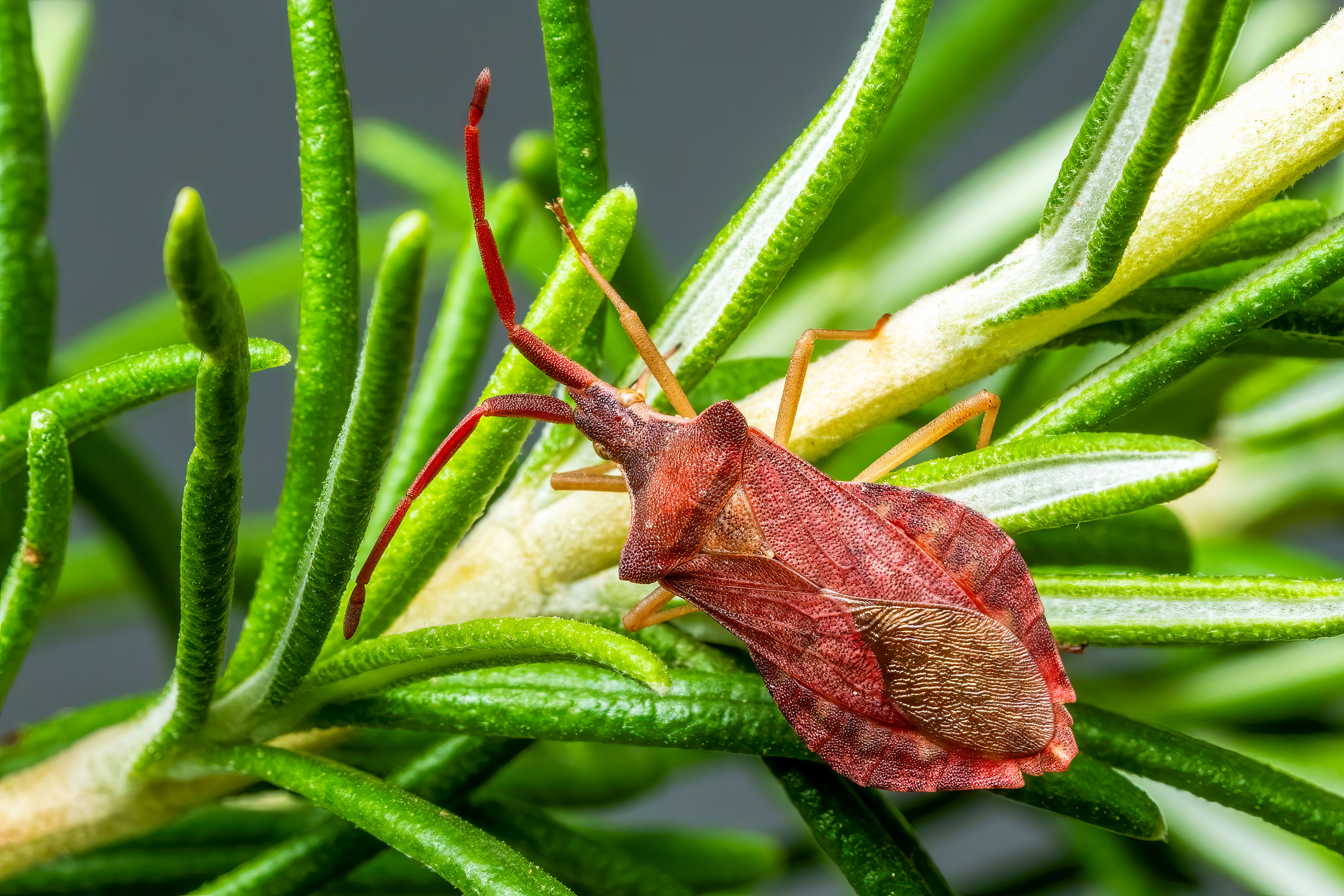 Close-up image of a leaf-footed bug on rosemary plant in Valencia, Spain.