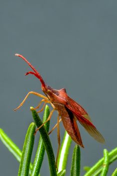 Detailed macro shot of a red leaf-footed bug on rosemary, showcasing nature's beauty.