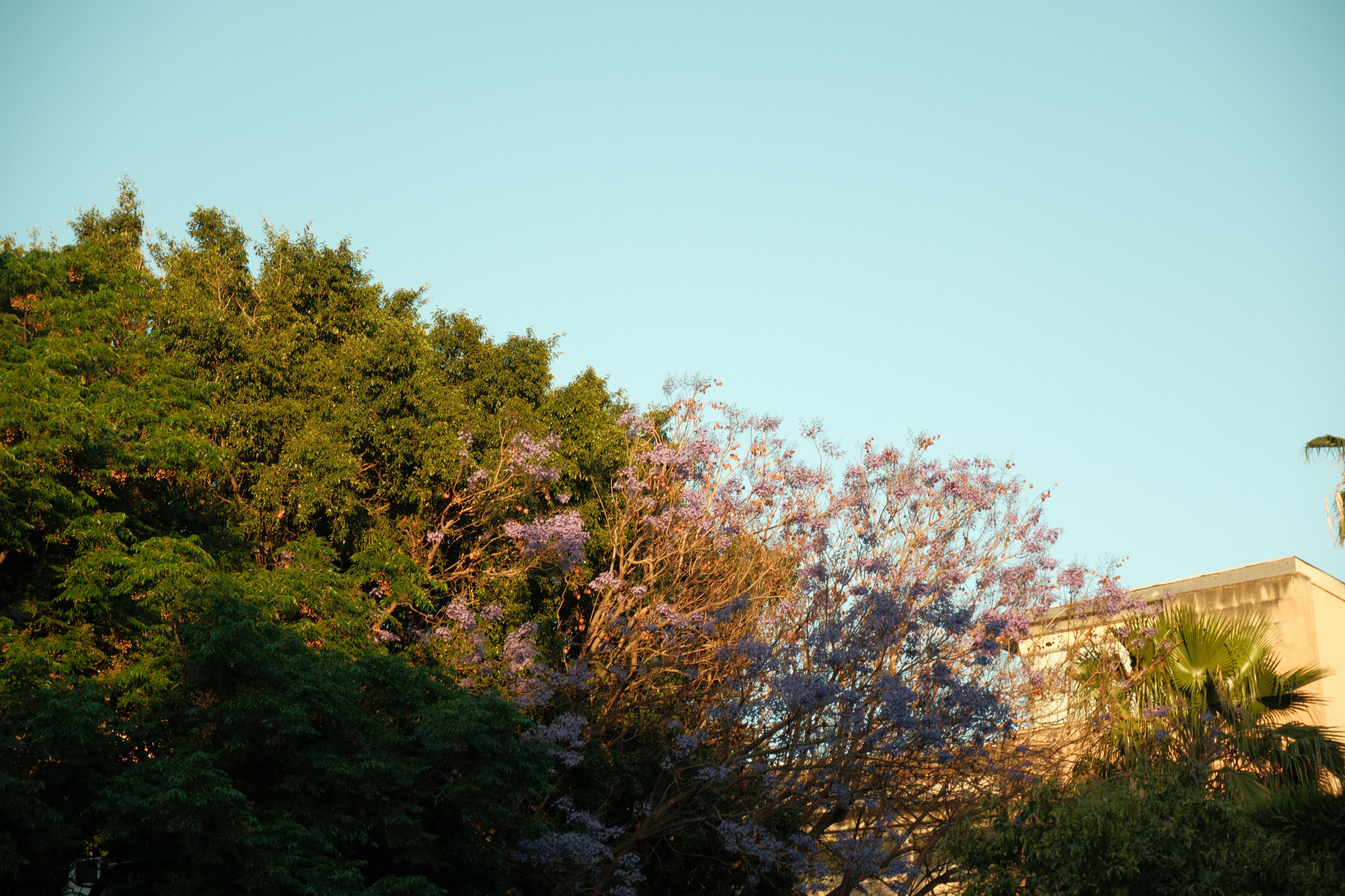 Apartment towers and jacaranda trees along Argwings Kodhek Road in Kilimani, Nairobi