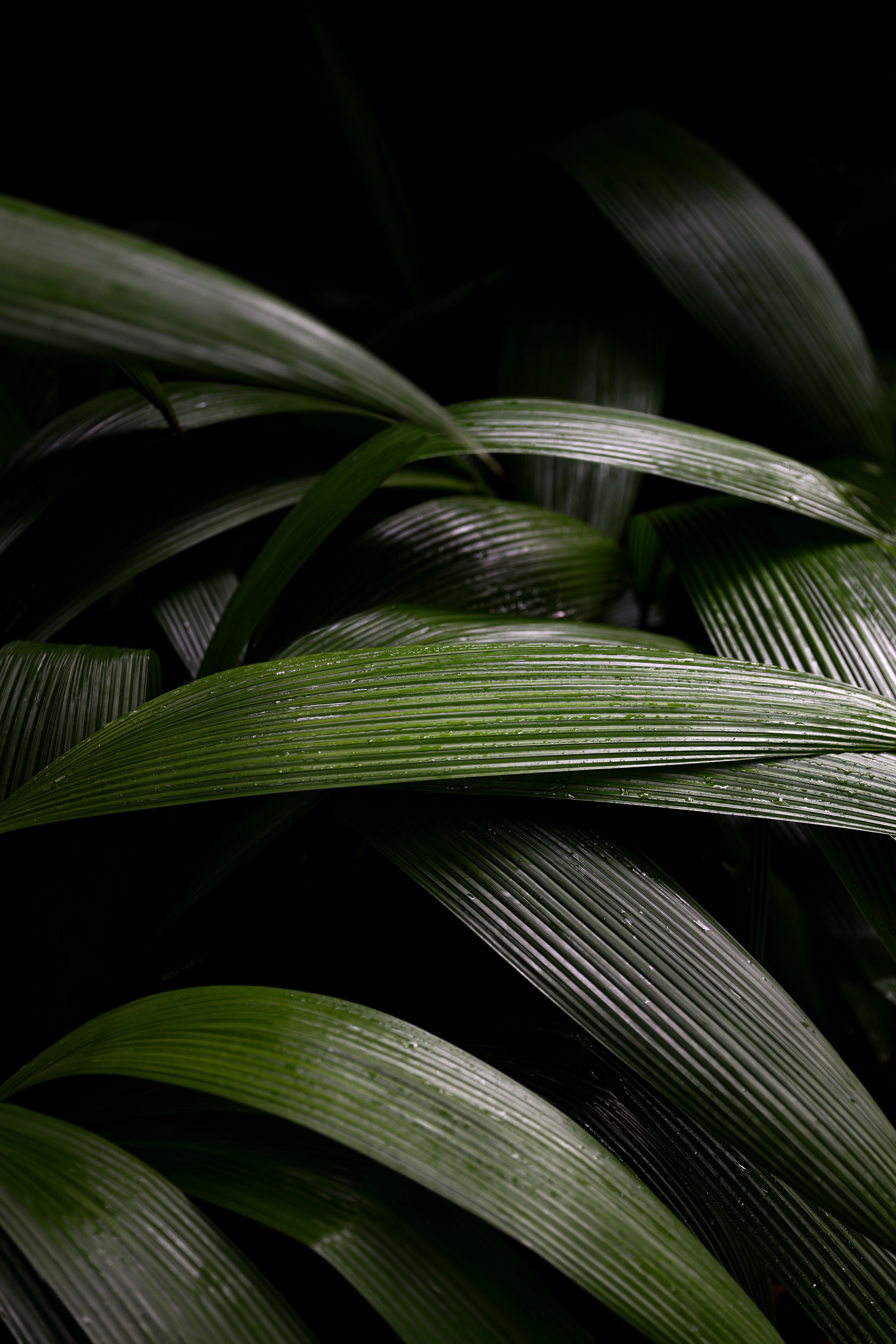 Detailed close-up of dark green tropical leaves showcasing texture and moisture.