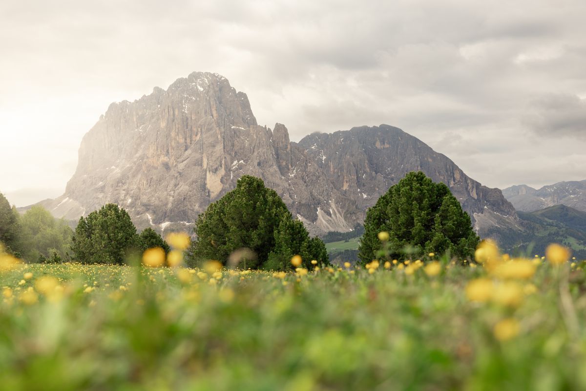Dolomites mountain scenery with wildflowers