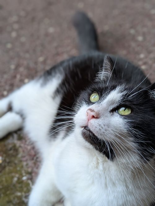 Free A fluffy black and white cat with yellow eyes gazing upward outdoors. Stock Photo