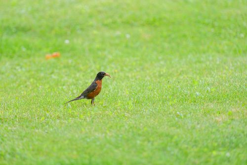 Free American Robin with worm on green grass lawn, showcasing bird's natural hunting behavior. Stock Photo