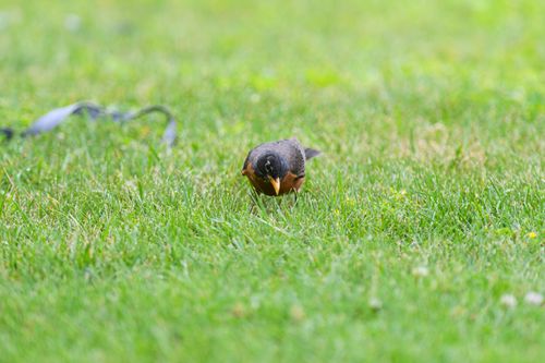 Free An American Robin hunts for food on a vibrant grassy lawn during the day. Stock Photo